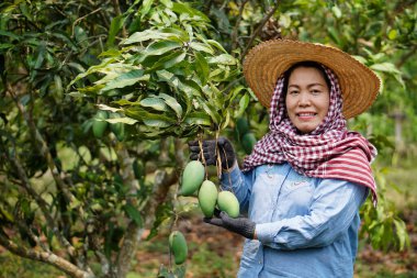 Asyalı kadın bahçıvan mango ağacının bahçesinde, kalitesini ölçüyor ve organik tarlasında mango meyveleri gösteriyor. Gülümse. Tayland 'da ekonomik mahsul. Yaz meyvesi. Konsept: mutlu çiftçi. Tarım yaşam tarzı.
