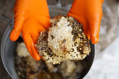 Eller eldiven giyer tencerede arı kovanını tutar, arı kovanından arı böceklerini seçer, pişirme ya da bal yapma işlemine hazırlanır. Tayland usulü yerel yemek pişirme.                                  