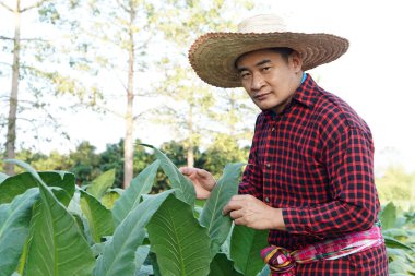 Asyalı erkek bahçıvan tütün bahçesinde bitki yetiştirme, büyüme ve hastalık araştırması yapıyor. Tarım araştırmaları ve ürün kalitesi geliştirme kavramı. Büyüdükten sonra kendine iyi bak. Tayland 'da tütün tarlası.