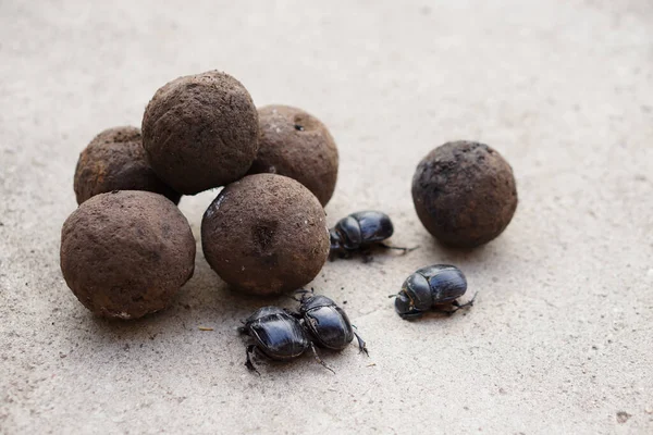 一堆粪肥球和粪肥甲虫把粪卷成圆球 怪异的野生动物 — 图库照片