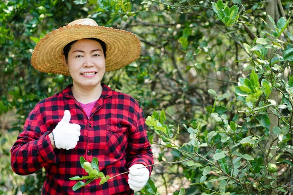 Asiatische Gärtnerin Ist Garten Trägt Hut Kariertes Hemd Handschuh Daumen — Stockfoto