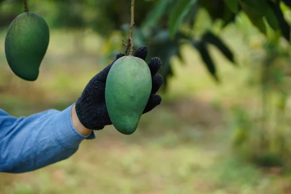 Closeup gardener holds and checks quality of mango fruits in organic farm. Economic crop in Thailand. Summer fruit. Concept : Agriculture lifestyle. Organic farming.