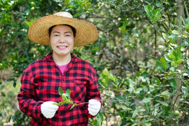 Bahçede Asyalı kadın bahçıvanın portresi var. Şapka, ekose gömlek, eldiven, gülümseme takıyor. Bahçıvanlığından gurur duyuyor. Tarım işgali kavramı. Mutlu çiftçi.   