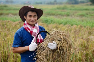 Yakışıklı Asyalı çiftçi çeltik tarlasında çalışıyor, kovboy şapkası, peştamal eşarp, eldiven, orak ve pirinç hasadı takıyor. Gülümse ve kameraya bak, tatmin ol ve kendinden emin ol. Tarım   