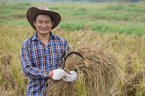 Handsome Asian male farmer wear hat, hold sickle and harvested rice plants at paddy field. Smile. Concept : Agriculture occupation. Happy farmer with organic rice.