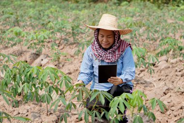 Asyalı kadın bahçıvan Tayland kırsalındaki cassava çiftliğinde, büyüme kalitesini ölçmek ve kaydetmek için akıllı tablet tutuyor. Kavram: akıllı çiftçi tarımda kablosuz teknoloji kullanır     
