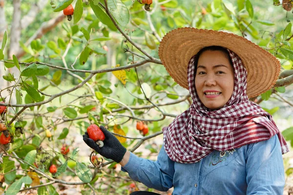 Happy Asian Middle Aged Woman Gardener Picks Cashew Fruits Her — Stockfoto