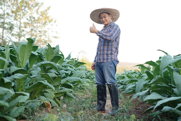 Asian Man Gardener Tobacco Garden Northern Thailand Thumb Show His — Stock Photo, Image