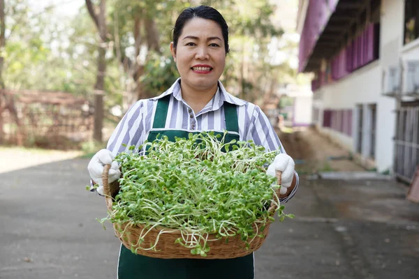 Glückliche Asiatische Frau Mittleren Alters Hält Korb Mit Sonnenblumensprossen Gemüse — Stockfoto