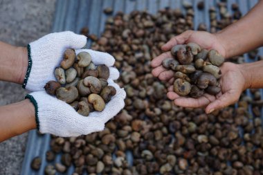 Çiftçinin eli kaju fıstığını tutarak kaju çekirdeği yığınından en iyi kaliteyi seçer. Organik tarım kavramı. Tayland 'a tarım üretimi ihraç et.       