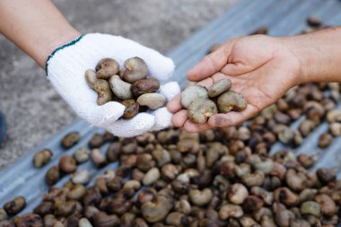 Çiftçinin elleri kaju fıstığını ceviz yığınından en iyi kaliteyi seçmek için tutuyor. Organik tarım kavramı. Tayland 'a tarım üretimi ihraç et.                   