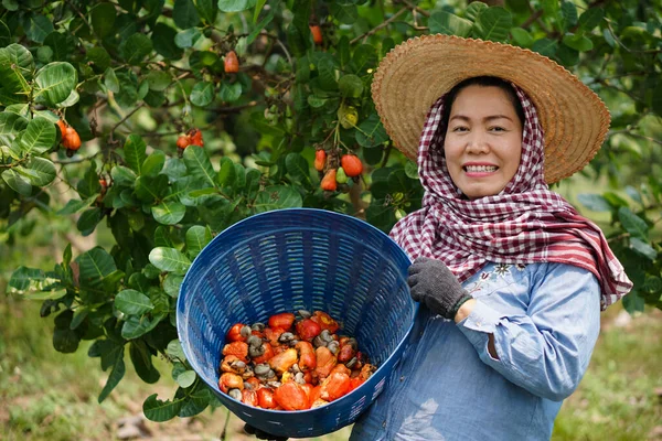 Asiatische Gärtnerin Arbeitet Cashewgarten Hält Einen Korb Mit Cashewfrüchten Der — Stockfoto