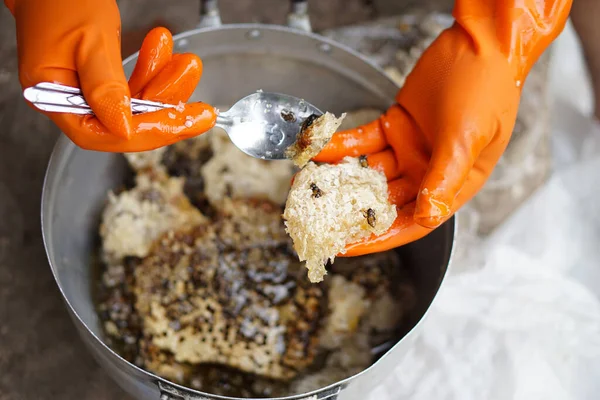 Hands wears gloves hold piece of beehive in the pot, select out bee insects from beehive, prepare for cooking or process of making honey. Local Thai style of cooking.