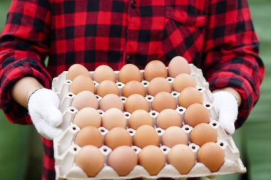 Yakın çiftçi bir tepsi yumurtayı elinde tutuyor. Organik tarım kavramı, çiftçiler sağlıklı ekolojik gıda üretiyor. Kötü ekonomide en iyi yemek.. 
