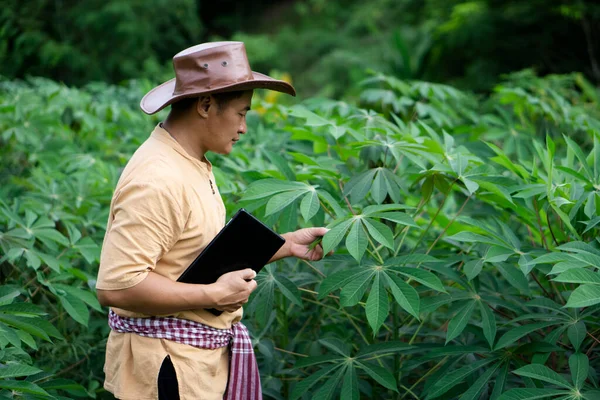 Handsome Asian man farmer is at cassava garden, holds smart tablet to check quality of growth and plants disease. Plan agricultural market online. Concept : Smart farmer. Technology agriculture.