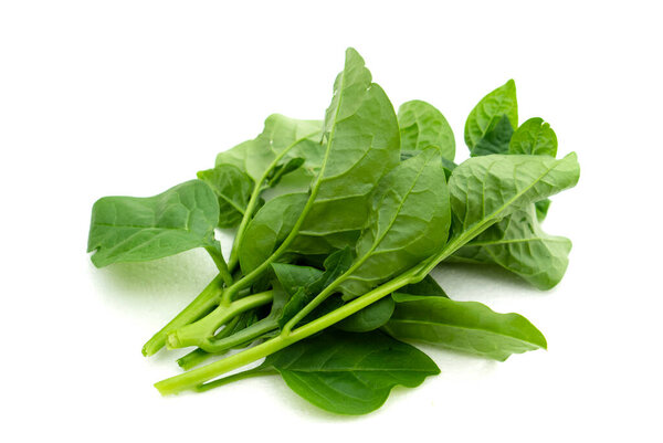 Organic Ceylon spinach or Malabar spinach vegetable isolated on white background. Concept : Thai local vegetables that useful, can be cooked in variety menu and also has medical herbal qualification.