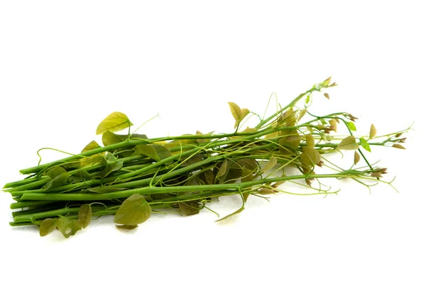 タイ語で パック ハーク パック ロッド と呼ばれる新鮮な野菜 学名は Erythropalum Scansens Blume — ストック写真