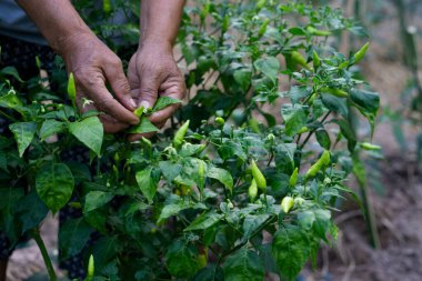 Kapalı bahçıvanın elleri bahçedeki biber hastalıklarını ve büyümelerini topluyor ve kontrol ediyor. Tarım kavramı. Taylandlı çiftçiler veya köylüler yemek, paylaşmak veya satmak için organik yerel biber yetiştirirler. 