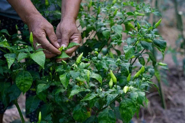 Closeup gardener\'s hands are picking and checking growth and disease of chilies in garden. Concept : Agriculture. Thai farmers or villagers grows organic  local chilies for eating, sharing or selling