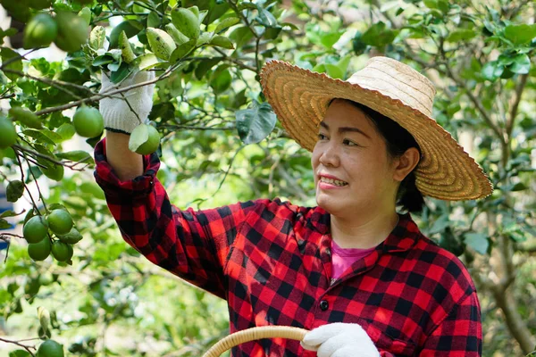 Glückliche Asiatische Gärtnerin Ist Garten Bio Zitronenfrüchte Pflücken Sie Auf — Stockfoto