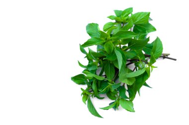 Beyaz arka planda yeşil Asya fesleğeni yaprakları ve sapları var. Konsept: organik bitkisel besin, taze sebze olarak yenebilir ya da diğer kokulu yiyeceklerle baharat elde etmek için pişirilebilir. Sağlıklı beslenme. 