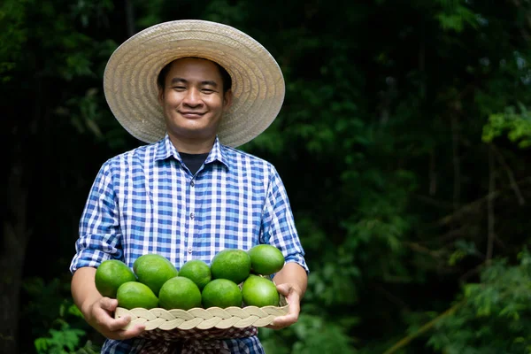 Retrato Hombre Asiático Jardinero Sostiene Cesta Frutas Aguacate Verde Jardín — Foto de Stock