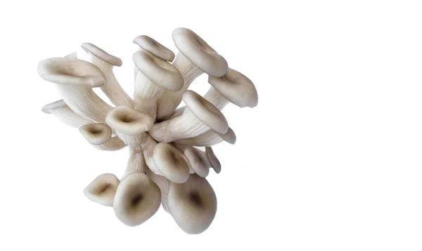Frische Und Junge Auster Organic Pilz Isoliert Auf Weißem Hintergrund — Stockfoto