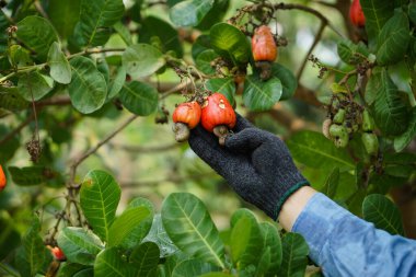 Kapalı bahçıvanın elleri eldiven giyer, bahçede meyve tutar. Konsept: tarımsal ürün kalitesini ve hastalığını kontrol edin. Tayland 'da ekonomik mahsul. Yaz meyvesi. Hasat edilmeye hazır. Tarım.