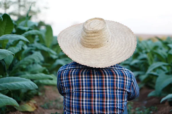 Back View Gardener His Tobacco Garden Work Take Care Agricultural — Stock Photo, Image