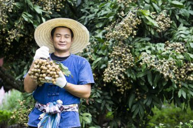 Mutlu Asyalı çiftçi portresi meyve bahçesinde, şapka takıyor, mavi gömlek giyiyor, Longan meyvesi tutuyor, gururlanıyor. Tayland çiftçileri, Tayland 'ın ihracat ürünü olarak organik longan yetiştiriyor.. 