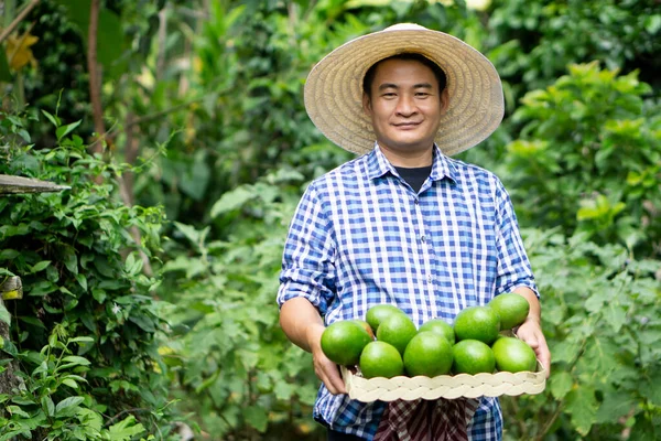 Porträtt Asiatisk Man Trädgårdsmästare Innehar Korg Gröna Avokado Frukter Trädgården — Stockfoto