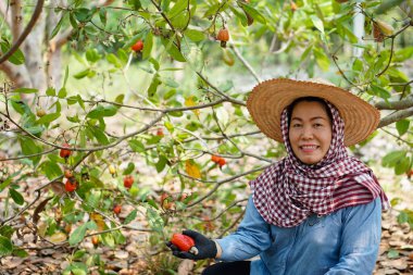 Mutlu Asyalı orta yaşlı kadın bahçıvan bahçesinde kaju meyvesi topluyor. Tayland 'da ekonomik mahsul. Yaz meyvesi. Hasat edilmeye hazır. Konsept: mutlu çiftçi. Tarım yaşam tarzı.         