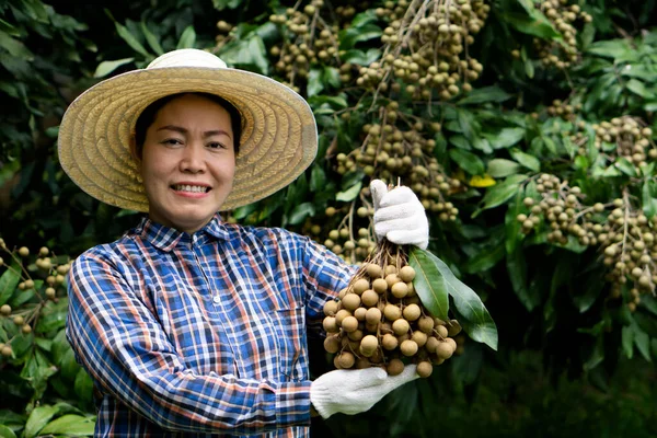 Portrait of happy Asian woman farmer is at orchard,  wears hat, plaid shirt, holds longan fruit, feels proud. Concept : Thai farmers grow organic longan as an export agriculture product of Thailand.