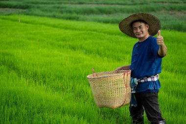 Yakışıklı Asyalı çiftçi yeşil çeltik tarlasında, şapka takıyor, sepeti tutuyor, başparmağını kaldırıyor. Tarım işgali kavramı. Taylandlı çiftçi. Tayland 'da kırsal yaşam tarzı. Mutlu bir hayat. Doğanın işi..