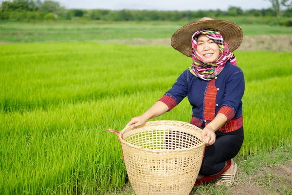 Asian woman farmer is at green paddy field, wears hat and Thai loincloth, holds basket . Concept : Agriculture occupation. Thai farmer. Rural lifestyle in Thailand. Happy living. Work among nature.