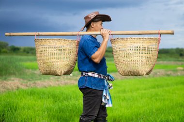 Asyalı bir çiftçi çeltik tarlasında çalışmak için omuzlarında sepet taşır, şapka giyer, mavi gömlek giyer, beline peştamal bağlar. Arkaplan yağmurundan önce karanlık gökyüzü. Tarım işgali kavramı. Taylandlı çiftçi