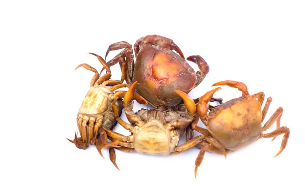 Boiled Thai crabs for cooking, isolated on white background. Concept : Weird food. Edible animal. Local eating style in the northern of Thailand that villagers catch crabs from paddy field to cook.