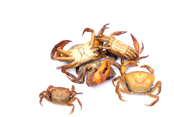 Boiled Thai crabs for cooking, isolated on white background. Concept : Weird food. Edible animal. Local eating style in the northern of Thailand that villagers catch crabs from paddy field to cook.