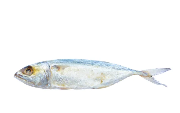 Соленая Рыба Макрель Приготовления Пищи Изолированы Белом Фоне Концепция Сохранение — стоковое фото