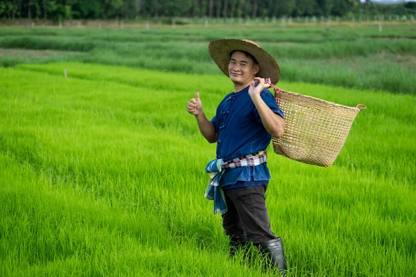 Handsome Asian man farmer is at green paddy field, wears hat, holds basket, thumbs up. Concept : Agriculture occupation. Thai farmer. Rural lifestyle in Thailand. Happy living. Work among nature.