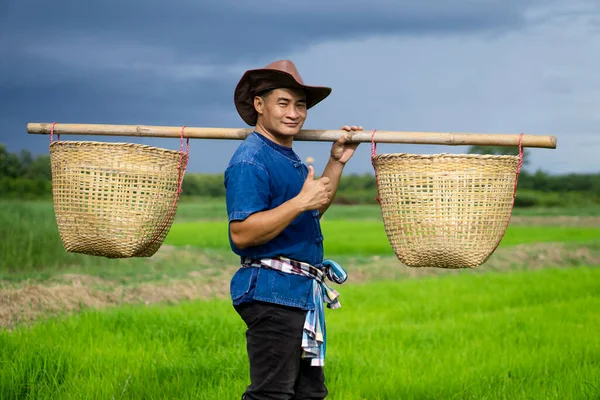 Handsome Asian man farmer carries baskets on shoulders to work at paddy field, wears hat, traditional costume. Concept : Agriculture occupation. Thai farmer. Rural lifestyle in Thailand. Happy living.