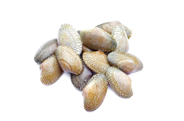 Fresh Clams Shells Cooking Isolated White Background Fresh Sea Food — Fotografia de Stock