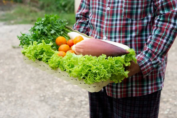 Closeup gardener holds basket of vegetables. Concept : farmer grow fresh organic vegetables for cooking , sharing to neighbors or selling, delivery to home. Thai local living lifestyle. Agriculture.