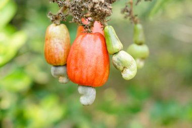 Red cashew fruits in garden. Fresh and organic. Concept. Export agricultural production crops in Thailand and Asian countries. Summer fruit. Ready to be harvested.             