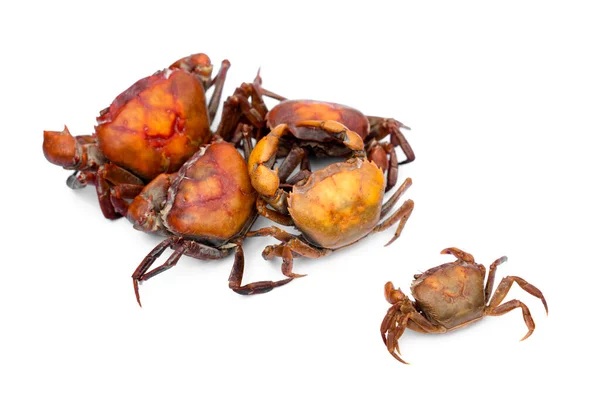 Boiled Thai Crabs Cooking Isolated White Background Concept Weird Food — Foto de Stock