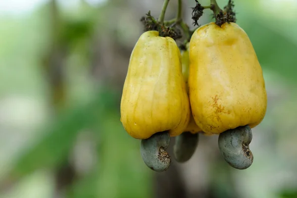 Yellow cashew fruits in garden. Fresh and organic. Concept. Export agricultural production crops in Thailand and Asian countries. Summer fruit. Ready to be harvested.