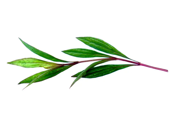 Eupatorium Fortunei Turcz Leaves Stem Thai Herbal Plant Isolated White — Stockfoto