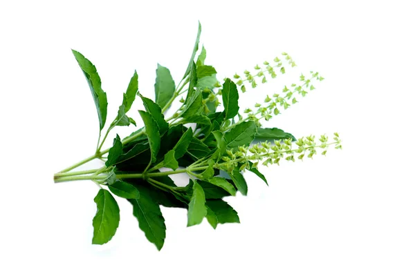 Green Holy Basil Ocimum Sanctum Sweet Basil Herbal Plant Isolated — Stockfoto