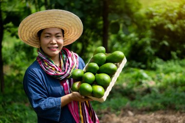 Asyalı kadın bahçıvan bahçede bir sepet yeşil avokado meyvesi tutuyor. Konsept: Organik tarım işgali yaşam tarzı. Mutlu çiftçi. Sürdürülebilir yaşam, yemek ya da satmak için mahsul yetiştirme. 