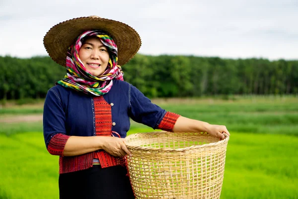 Asian woman farmer is at green paddy field, wears hat and Thai loincloth, holds basket . Concept : Agriculture occupation. Thai farmer. Rural lifestyle in Thailand. Happy living. Work among nature.